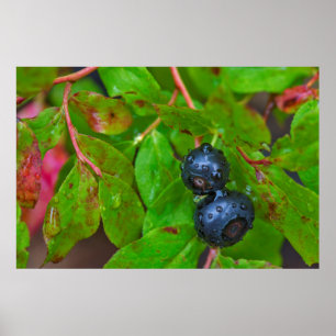 Póster Mirtilos maduros em uma chuva leve