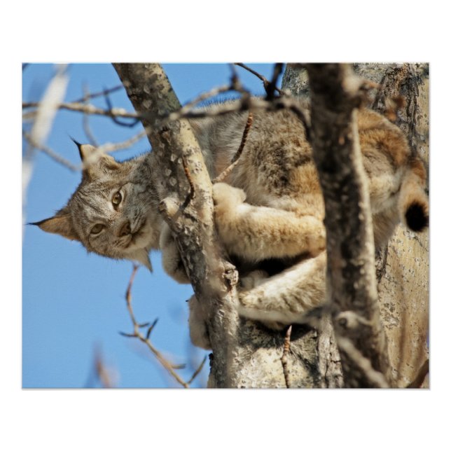 Póster Mischievous Lynx (Frente)