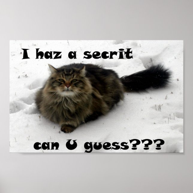 Póster Mischievous Maine Coon na neve (Frente)
