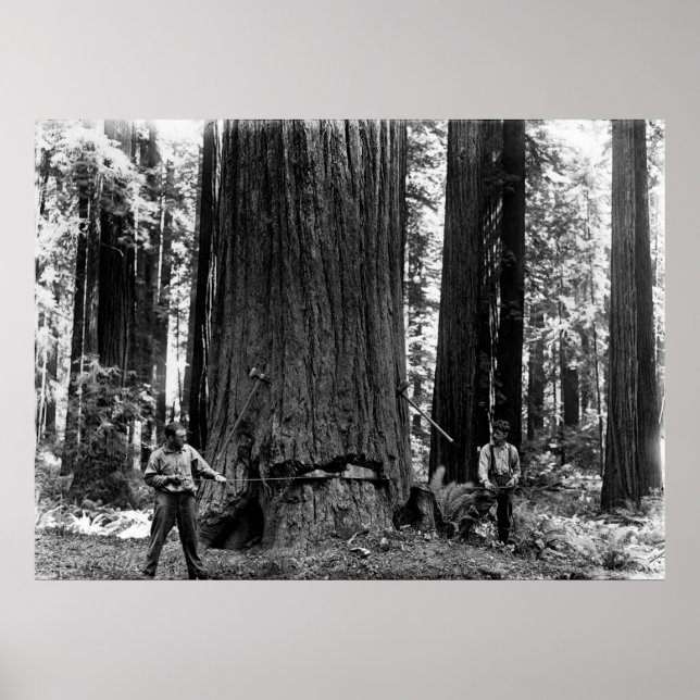 Poster MISERY WHIPPING a SEQUOIA c. 1900 (Frente)