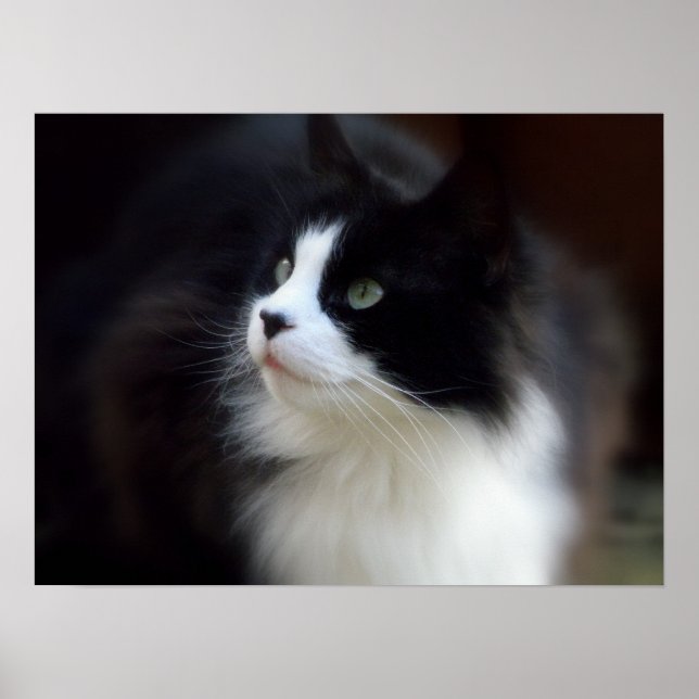 Póster Miss Fluffy (Frente)