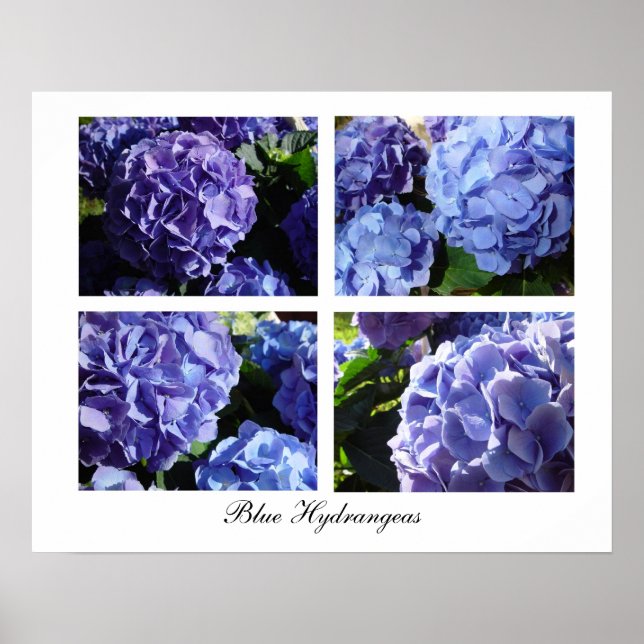 Poster Mistura de Hydrangea azul, Hydrangeas azuis (Frente)