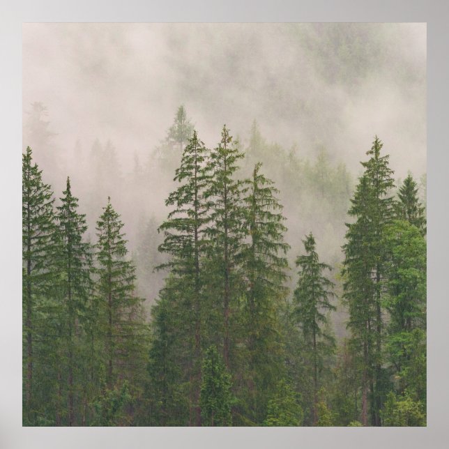 Poster Misty Foggy Forest Trees (Frente)