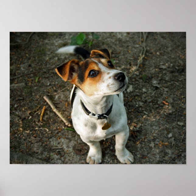 Póster Misty in Woods (Frente)