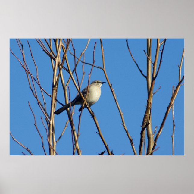 Póster Mockingbird II (Frente)