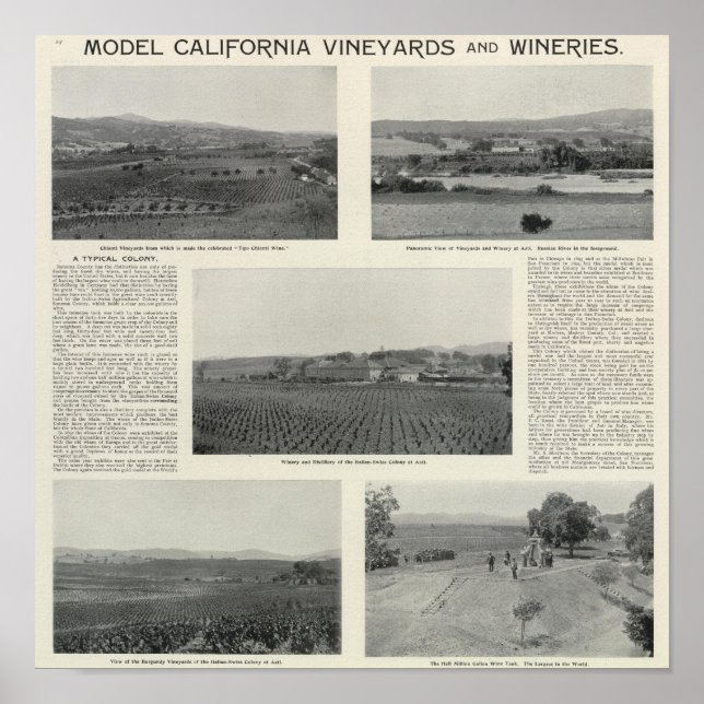 Poster Model Vineyards, Califórnia (Frente)