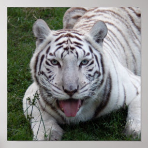 Poster modelo 8,5x8.5