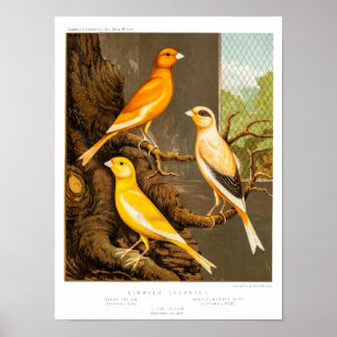 Póster Modelo amarelo Canaries do pássaro da canção do