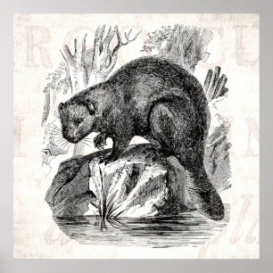 Póster Modelo da ilustração dos castores dos 1800s do