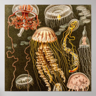 Póster Modelo das medusas da antiguidade das medusa do