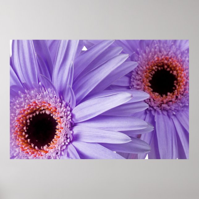 Poster Modelo de margaridas roxas e personalizadas (Frente)