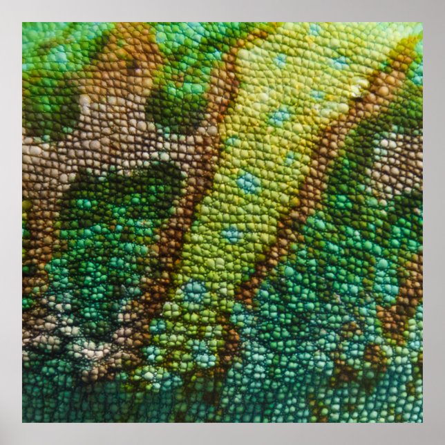 Póster Modelo de Textura da Pele de Chameleon (Frente)