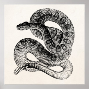 Póster Modelo do cobra do réptil do cascavel do vintage