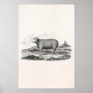 Póster Modelo do cordeiro da ovelha dos carneiros de