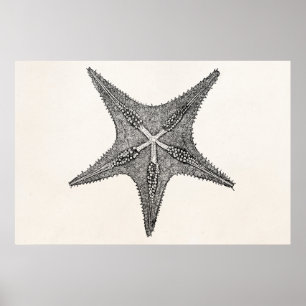 Póster Modelo dos peixes da estrela da antiguidade da