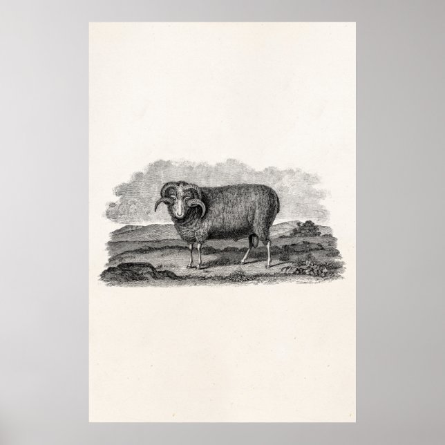 Poster Modelo Merino Sheep Ram Lamb, 1800s (Frente)