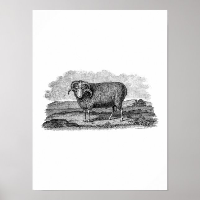 Póster Modelo Merino Sheep Ram Lamb, 1800s (Frente)