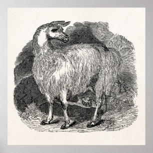 Póster Modelo retro dos lamas da alpaca do lama dos 1800s