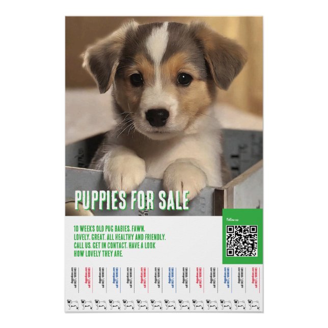 Póster Modelos de folhetos para venda de cachorros (Frente)