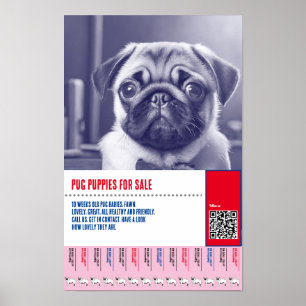Poster Modelos de folhetos para venda de filhotes Pug