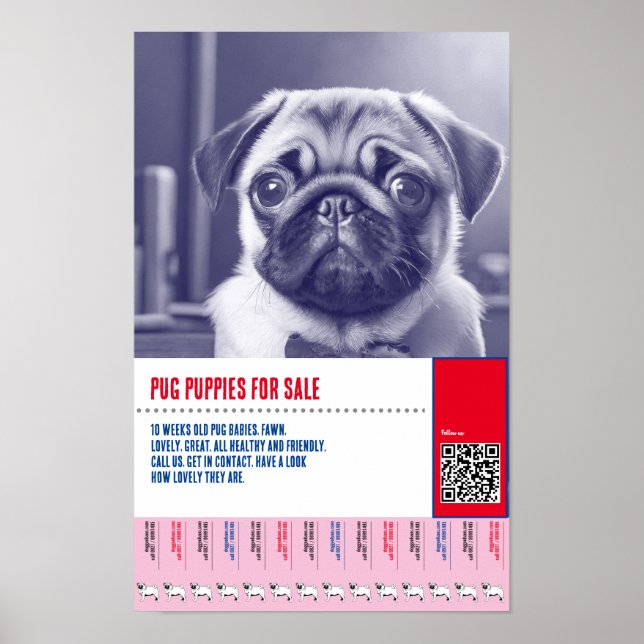 Poster Modelos de folhetos para venda de filhotes Pug (Frente)