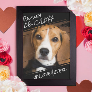 Poster Moderno Chique Elegante Simples Preto Pet Cachorro