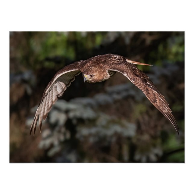 Póster Modo de ataque Falcão de cauda vermelha (Frente)