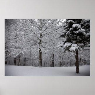 Póster Modo de Exibição de Woods