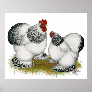 Poster Moedas:  Columbian Bantams