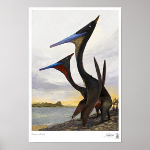 Póster Moganopterus na praia