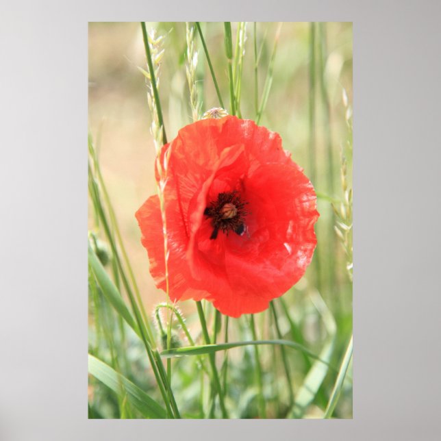 Póster Mohn 2012 11 (Frente)
