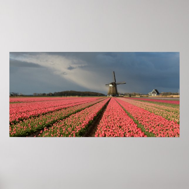 Poster Moinho de vento com tulipas rosa em primavera (Frente)