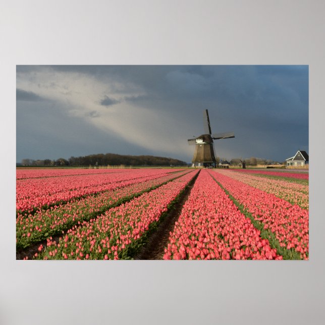 Poster Moinho de vento com tulipas rosa na primavera (Frente)