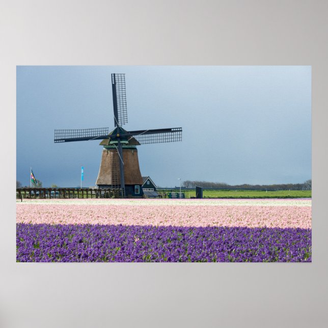 Poster Moinho de vento tradicional com flores rosa e roxo (Frente)
