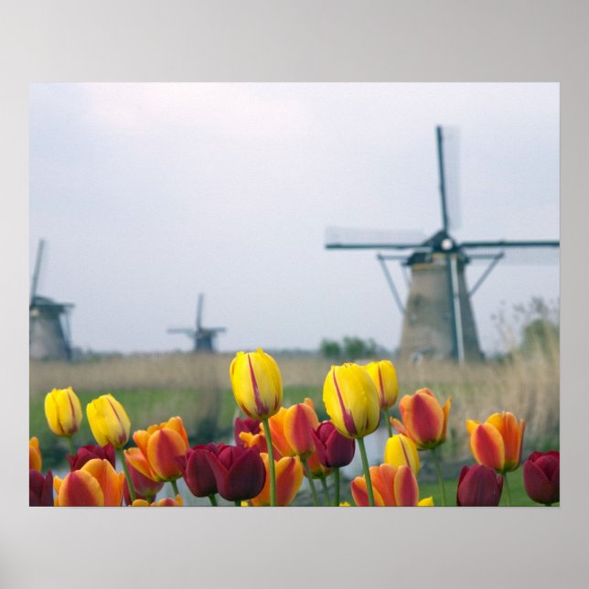 Póster Moinhos de vento e tulipas ao longo do canal em (Frente)