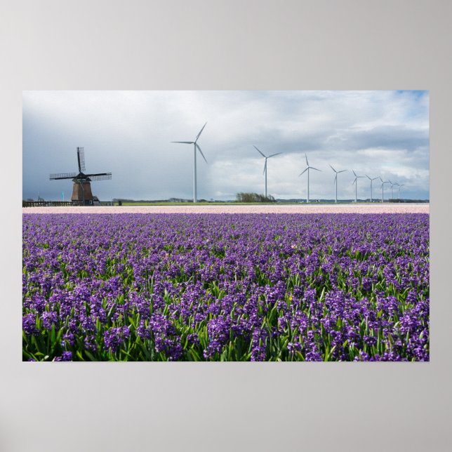 Poster Moinhos de vento tradicionais e modernos na Holand (Frente)