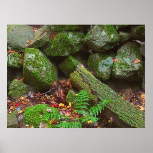 Poster Moisés na floresta