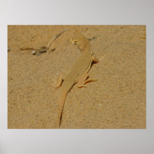 Poster Mojave Fringe-Toed Lizard