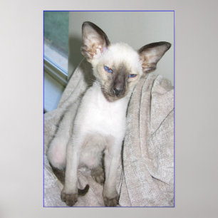 Póster Mojave o excelente
