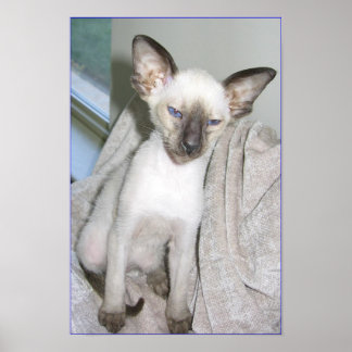 Póster Mojave o Excelente