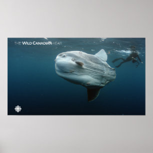 Póster Mola