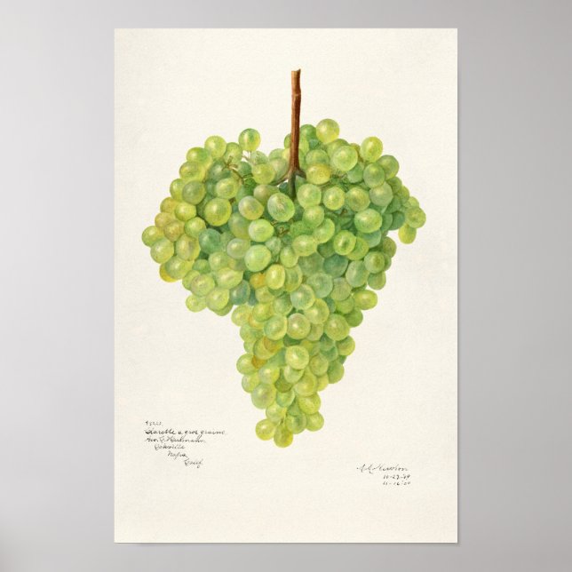 Poster Mola de Fruta Verde (Frente)