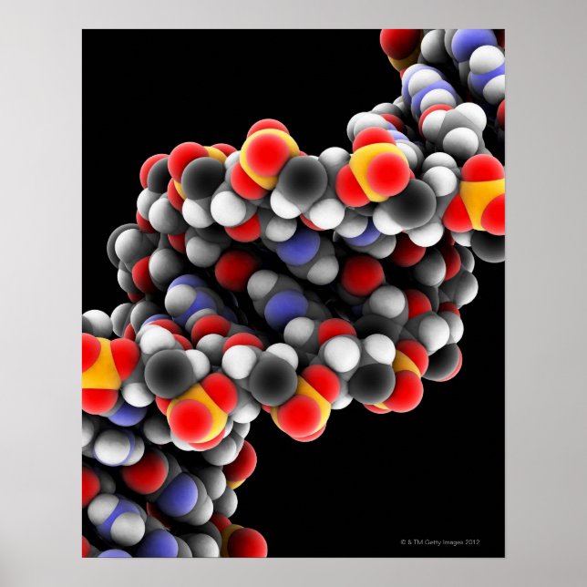 Poster Molécula de DNA. Modelo molecular de DNA (Frente)