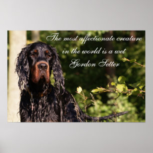 Poster molhado do setter de Gordon