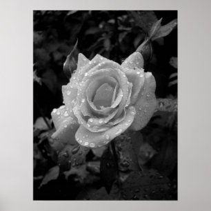 Póster Molhe cor-de-rosa