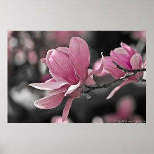 Póster Molho Rosa Japonês Magnolia