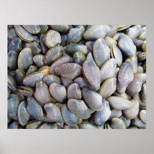 Poster Moluscos de Venus [หอยลาย]