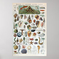 Moluscos Vintage Sea Life