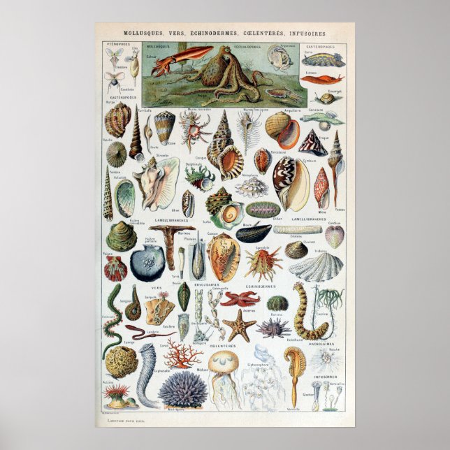 Poster Moluscos Vintage Sea Life (Frente)