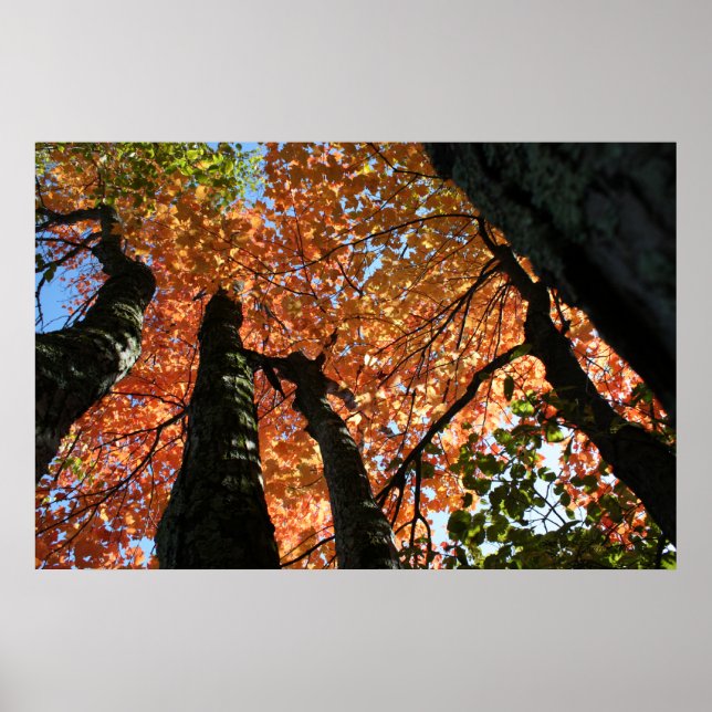 Poster Momento da Queda de Zen (Frente)